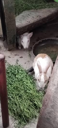 Rabbits pair ha