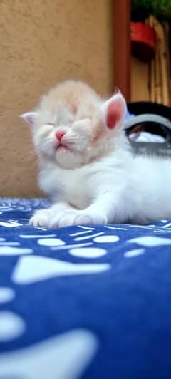 persian