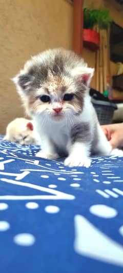 persian