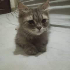 color brownish gray
