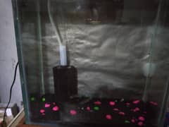 aquarium+two females gyuppie breeder piece+sponge filtercheck dicripit