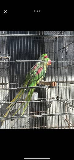 Raw Kashmiri parrots for sale