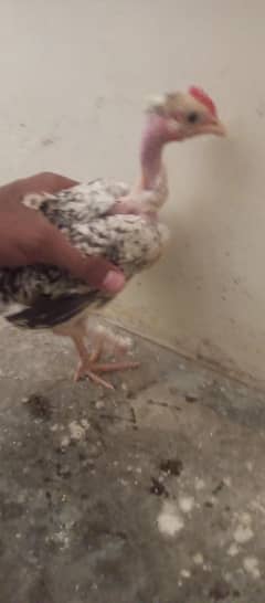 desi chicks