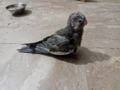 cocktail parrot 