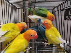 Love bird chicks