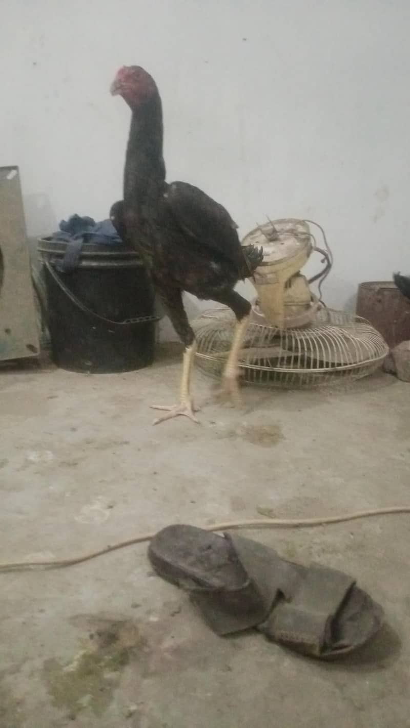 king Oh shamo bari  2 Madi fr sale ur 2 nar b hain sale k liye 10