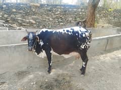 Tarbela ghazi