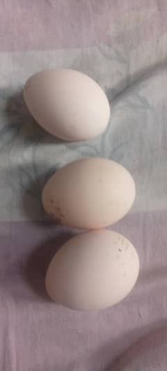 blue and white peacock egg for sale fresh eggs