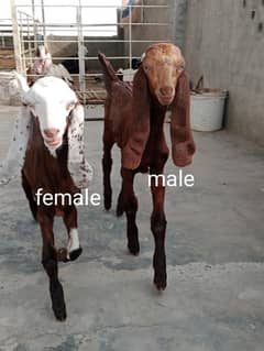 Dasi bakri+bakra pair age 2 month
