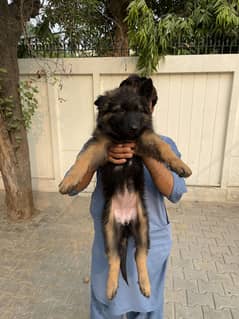 German shepherd puppies available for sale