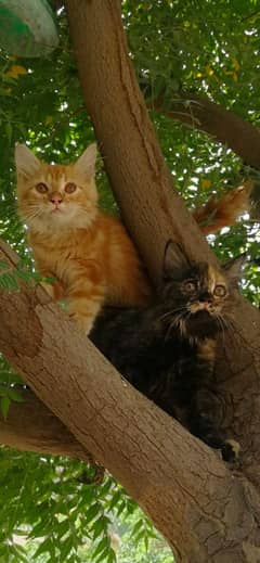 Persian Couple, Double coated, age, 2.5 months Rs 6000/-