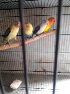 love birds