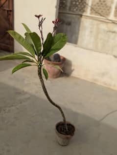 Frangipani