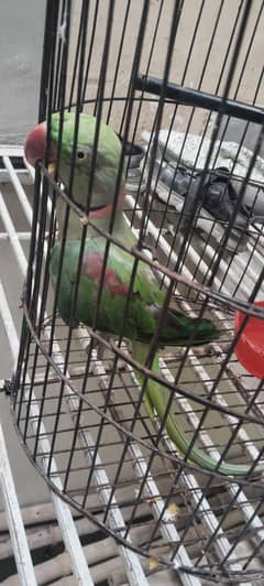 raw parrot talking bird
