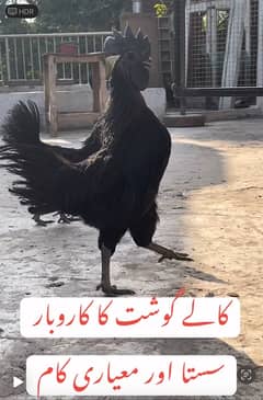 Ayam Cemani Black Tongue/Grey Tomgue Chicks