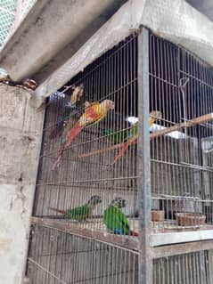 conure
