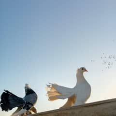 lakka and other pigeon