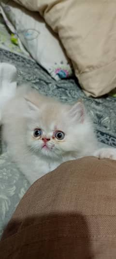 punch face kitten