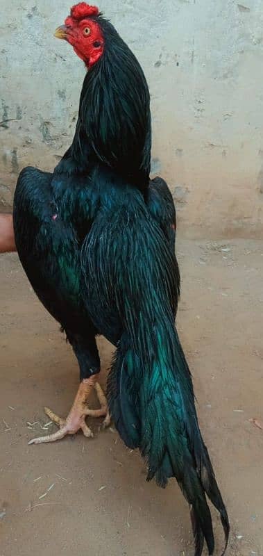 shoqyn halk rbta uky