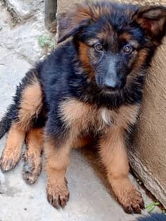 German Shepard long coat female