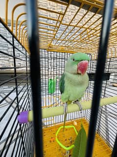 Parrot talking parrot kashmiri parrot