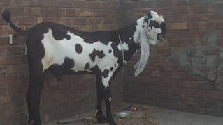 Nagra bakra