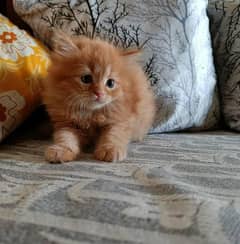 Persian kitten available for sale 0300/8417802. . . Whatsapp