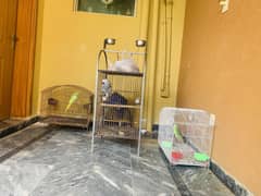 CANGO AFRICAN GREY PARROT