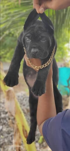 cane