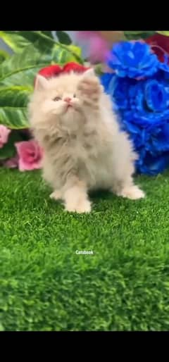 blue eyes white Persian kitten|Triple long coat |WhatsApp. 03250387943
