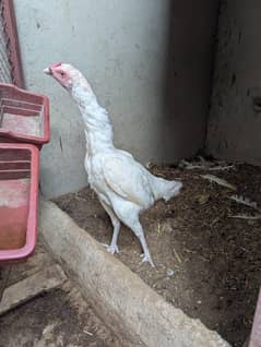 Heera