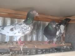 pigeon