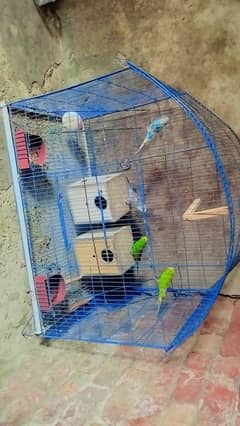 I want to sell my parrot two pair