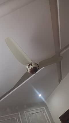 Royal ceiling fan