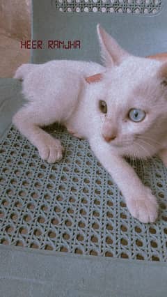 male kitten age 2 months eyes colour 2 diffrent shade's