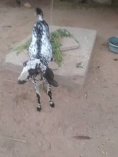 Bakra for sale