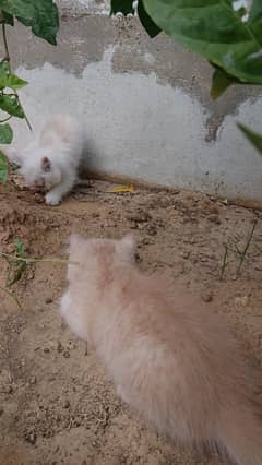 Persian