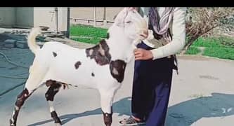 abluke Bakra breeder for sale