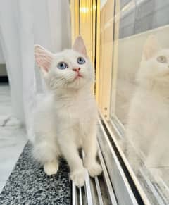 white Persian kitten | Blue eyes | tripple Coat | kitten