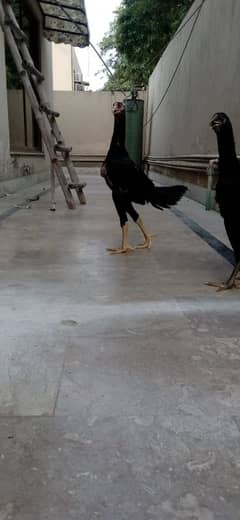blcak shamo for sale | black shamo | king shamo |o shamo | shamo