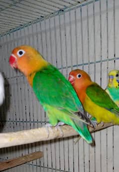 Love bird for sale