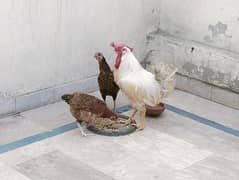 Beautiful Eggs Laying Desi Murghian