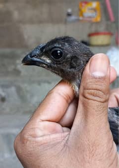 Thai Dragon Chicks For Sale