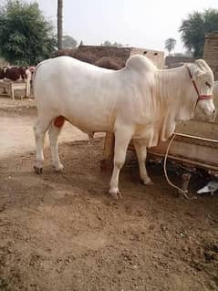 khira
