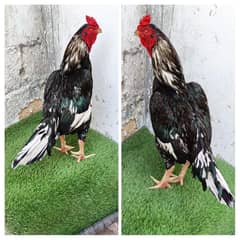 lasani murga