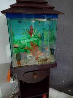 Selling my complete aquarium including fishes,