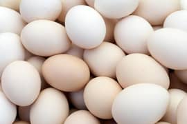 Bentum Egg's