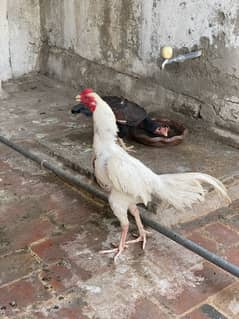 White Assal
