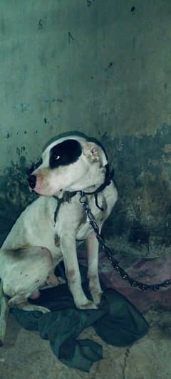 Bully