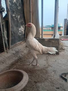 heera madi for sale